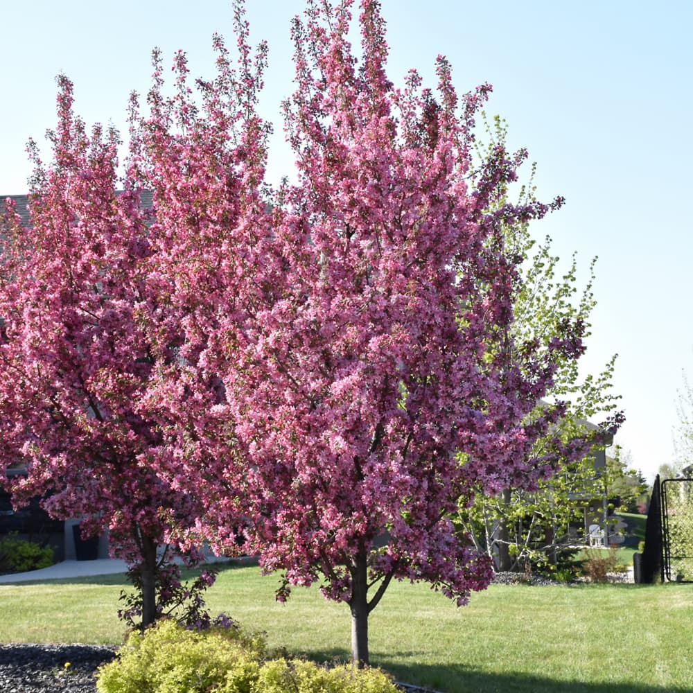 NetPS Plant Finder (www.netpsplantfinder.com)