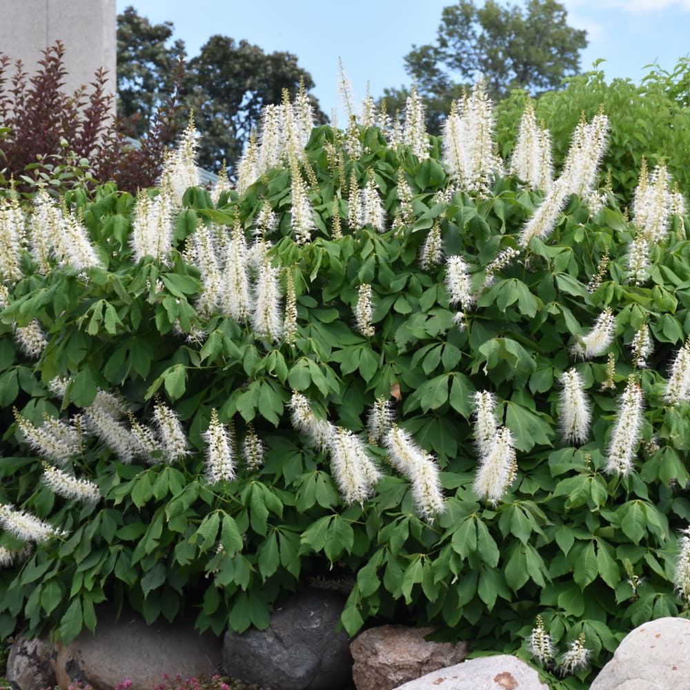 NetPS Plant Finder (www.netpsplantfinder.com)