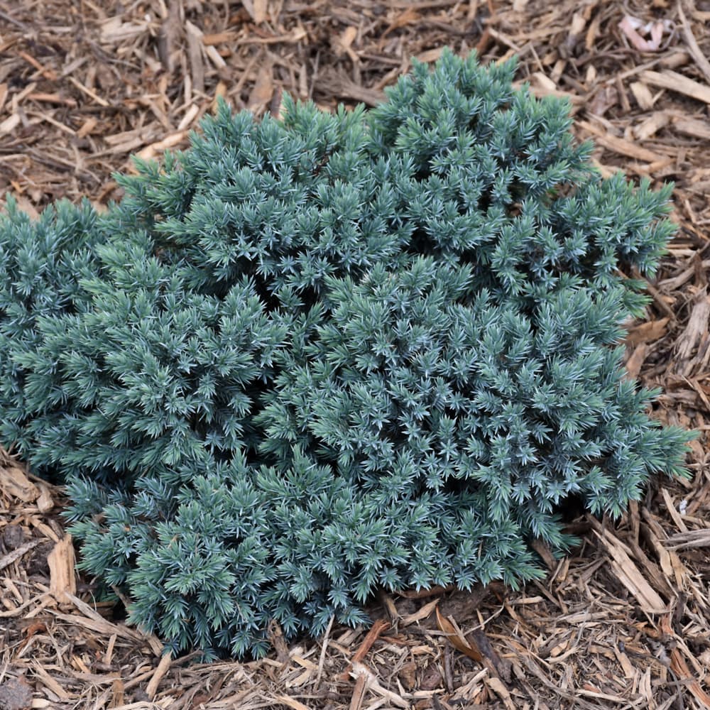 NetPS Plant Finder (www.netpsplantfinder.com)