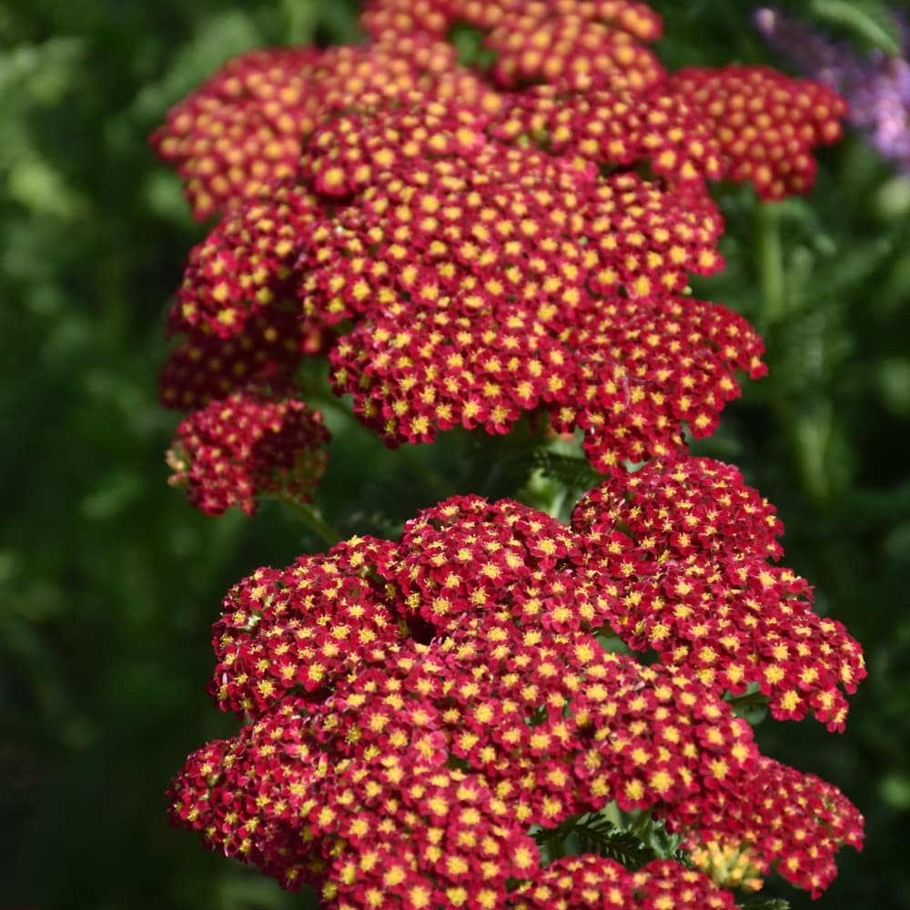 NetPS Plant Finder (www.netpsplantfinder.com)