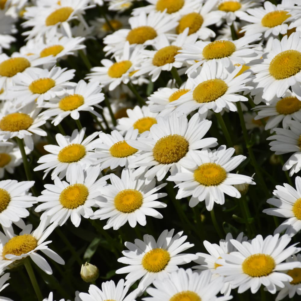 NetPS Plant Finder (www.netpsplantfinder.com)