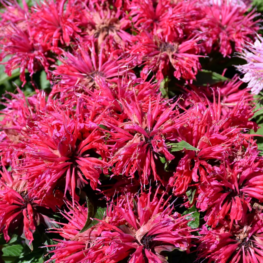 NetPS Plant Finder (www.netpsplantfinder.com)