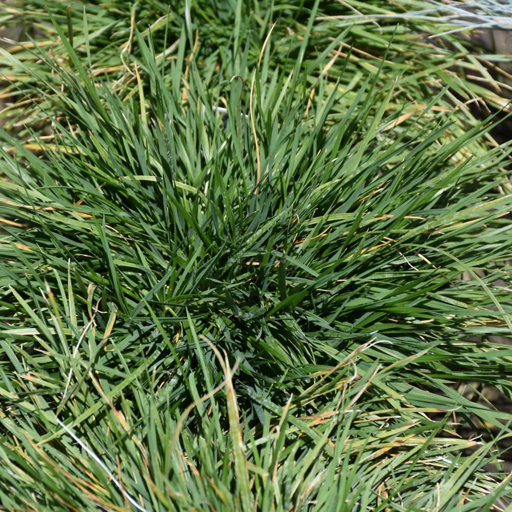 NetPS Plant Finder (www.netpsplantfinder.com)