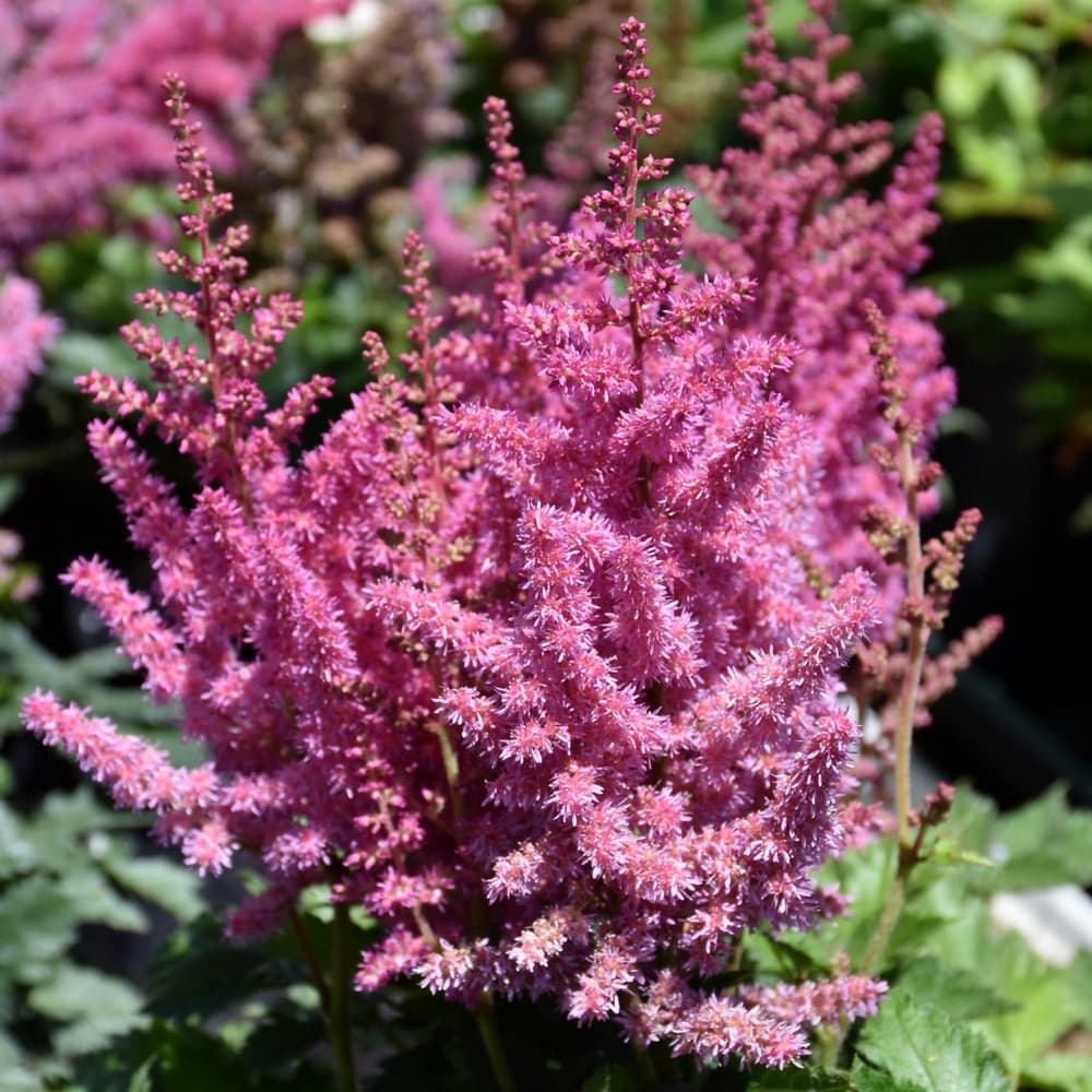 NetPS Plant Finder (www.netpsplantfinder.com)