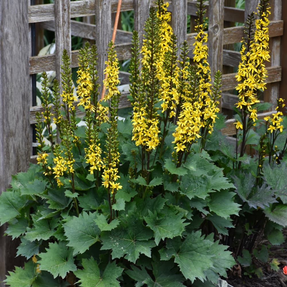 NetPS Plant Finder (www.netpsplantfinder.com)