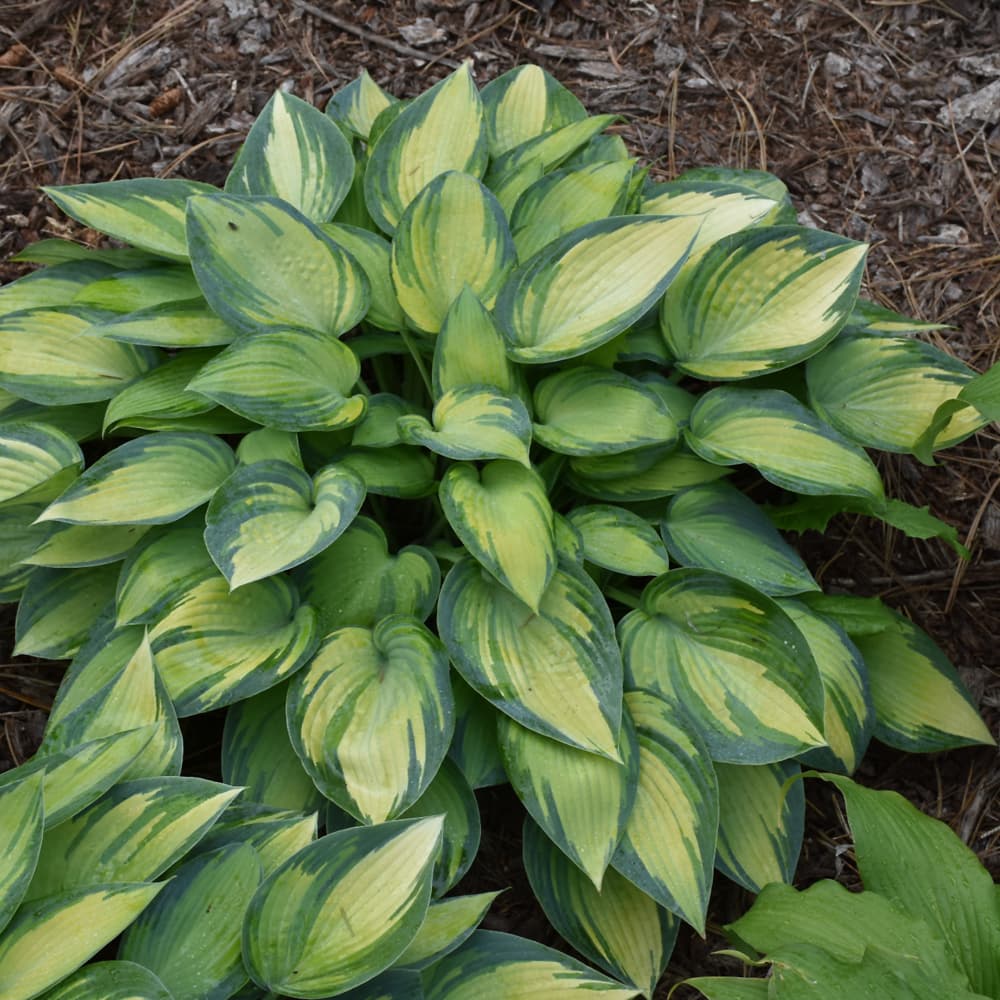 NetPS Plant Finder (www.netpsplantfinder.com)