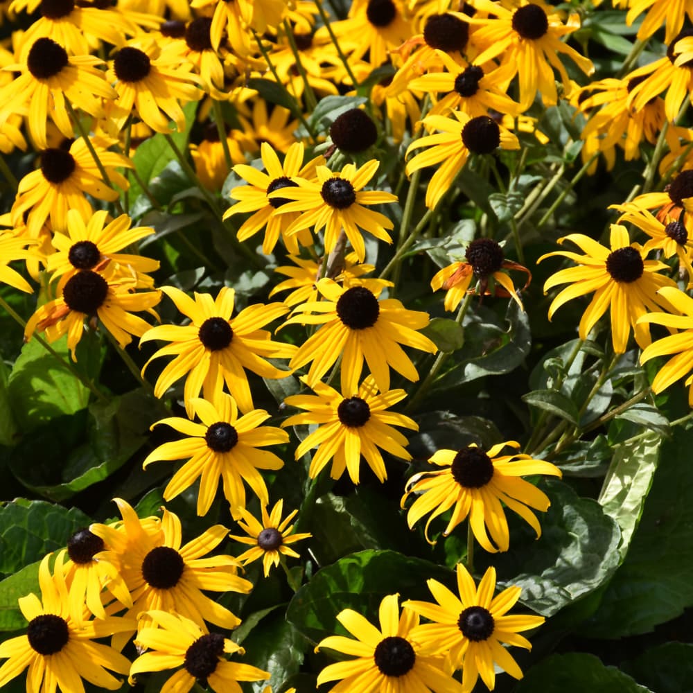 NetPS Plant Finder (www.netpsplantfinder.com)