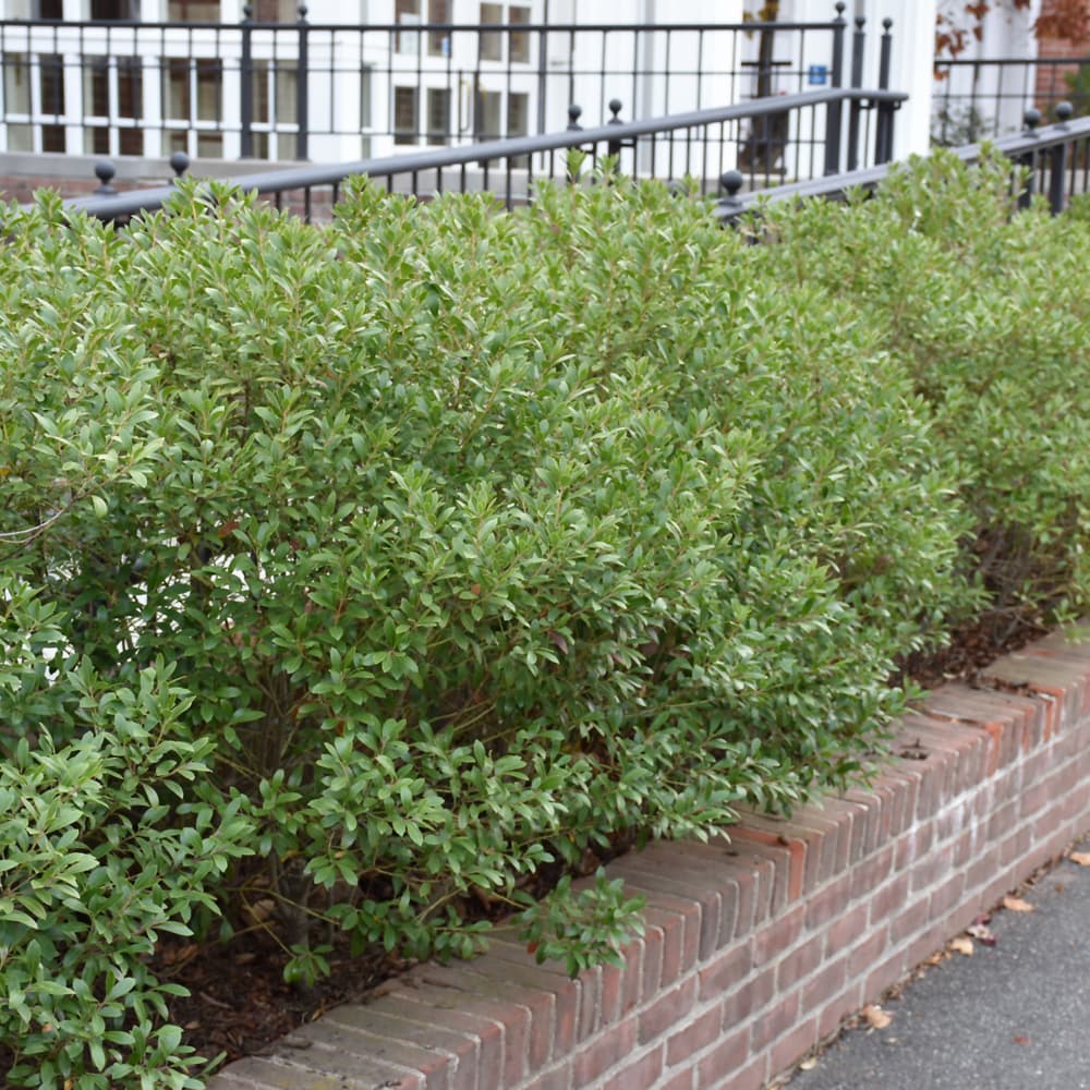 NetPS Plant Finder (www.netpsplantfinder.com)