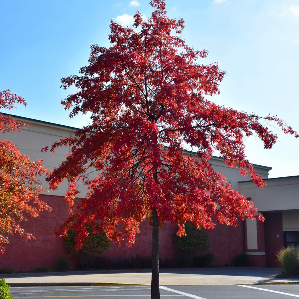 NetPS Plant Finder (www.netpsplantfinder.com)