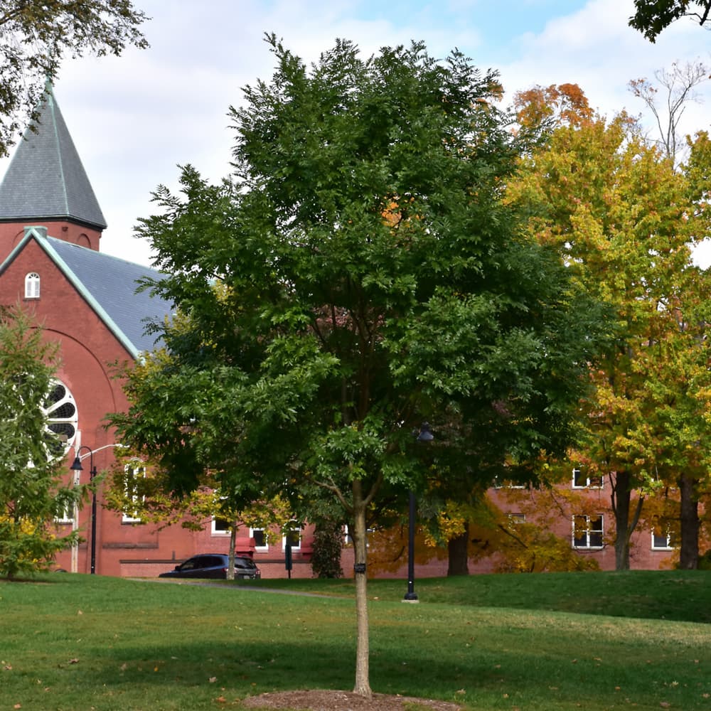 NetPS Plant Finder (www.netpsplantfinder.com)