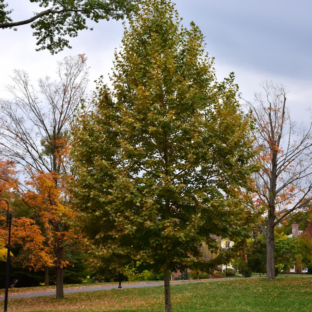 NetPS Plant Finder (www.netpsplantfinder.com)