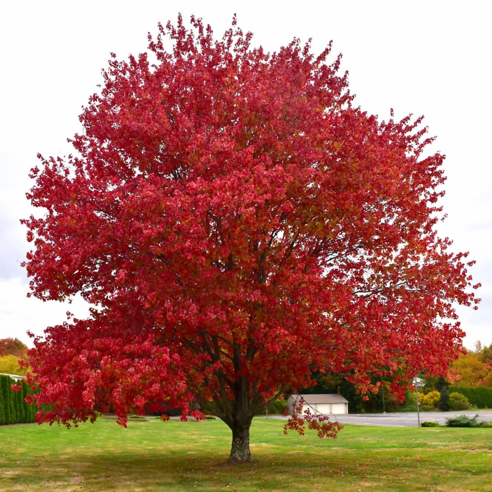 NetPS Plant Finder (www.netpsplantfinder.com)