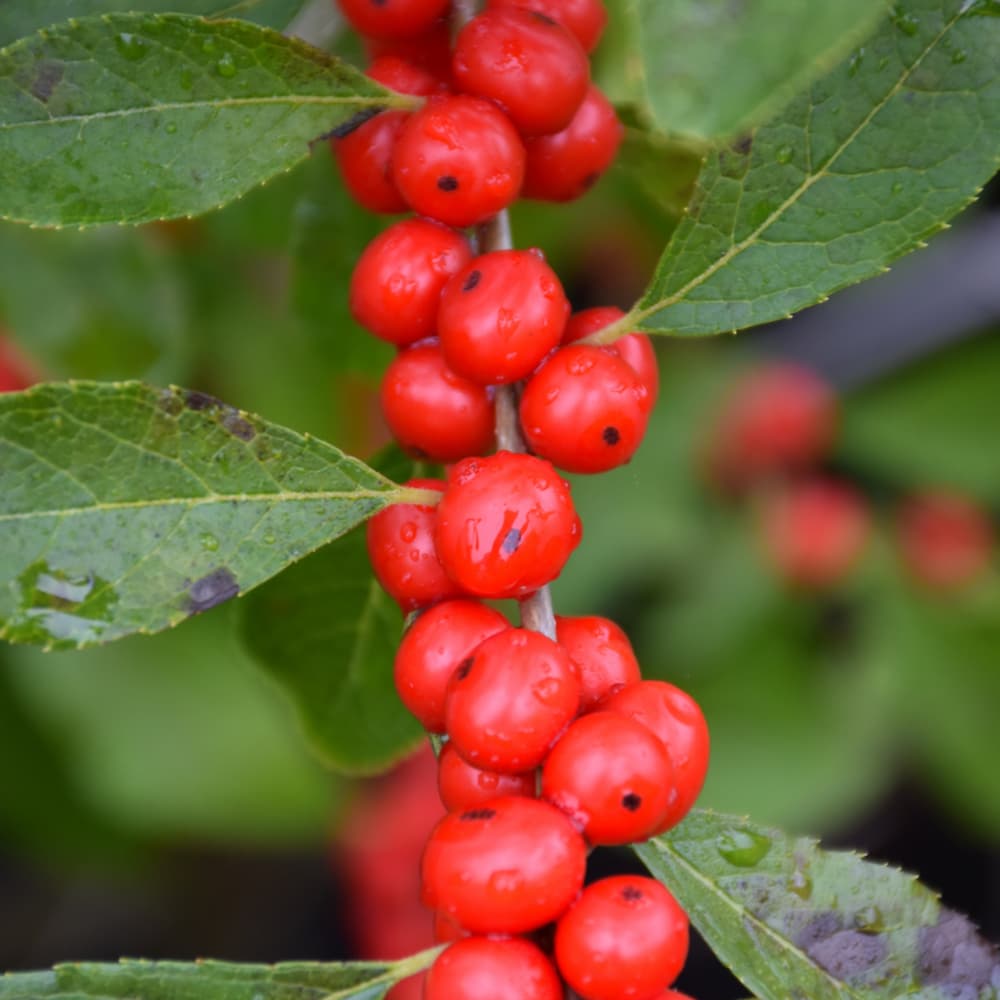 NetPS Plant Finder (www.netpsplantfinder.com)