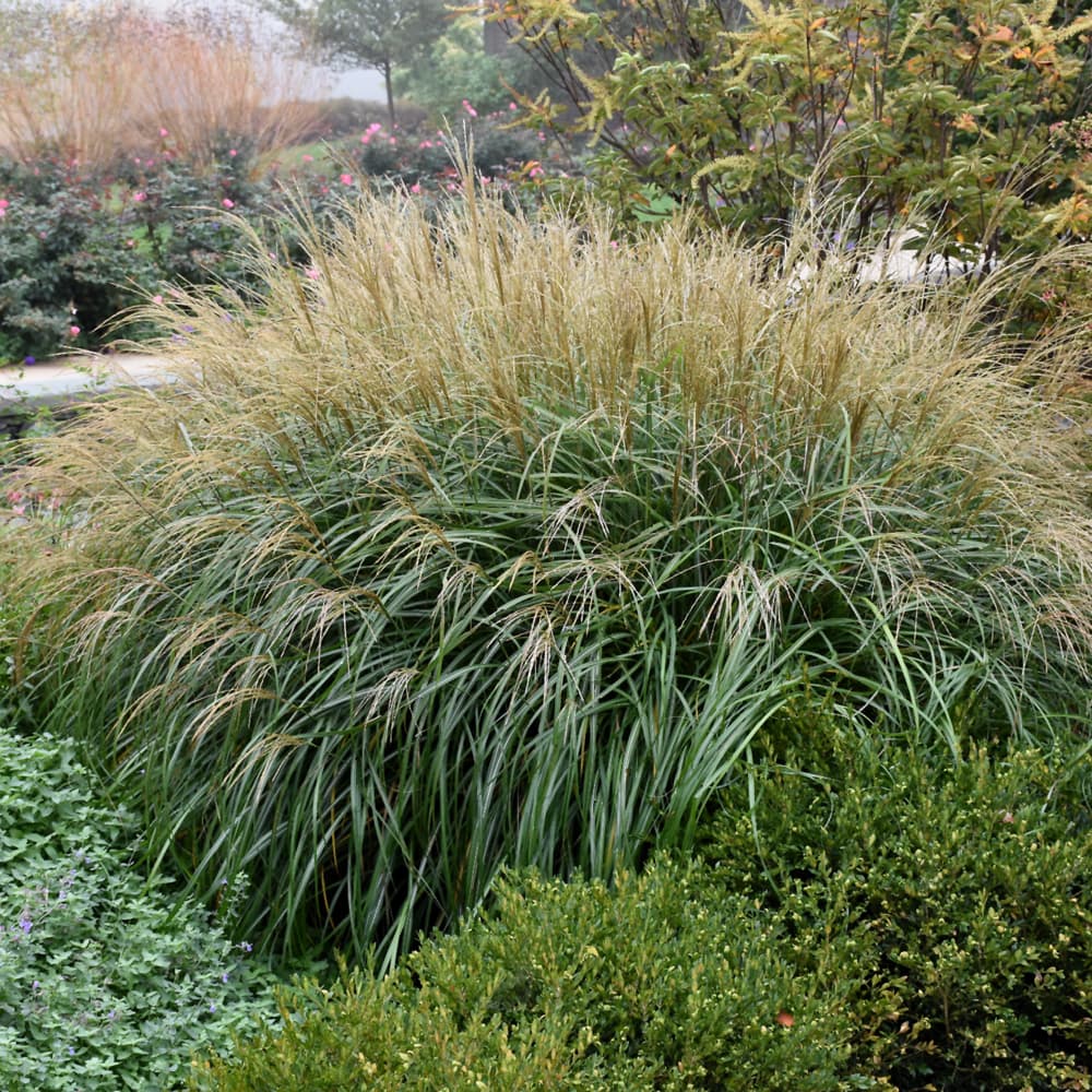 NetPS Plant Finder (www.netpsplantfinder.com)