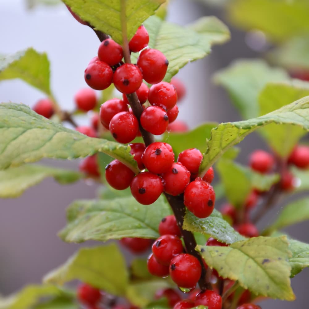 NetPS Plant Finder (www.netpsplantfinder.com)