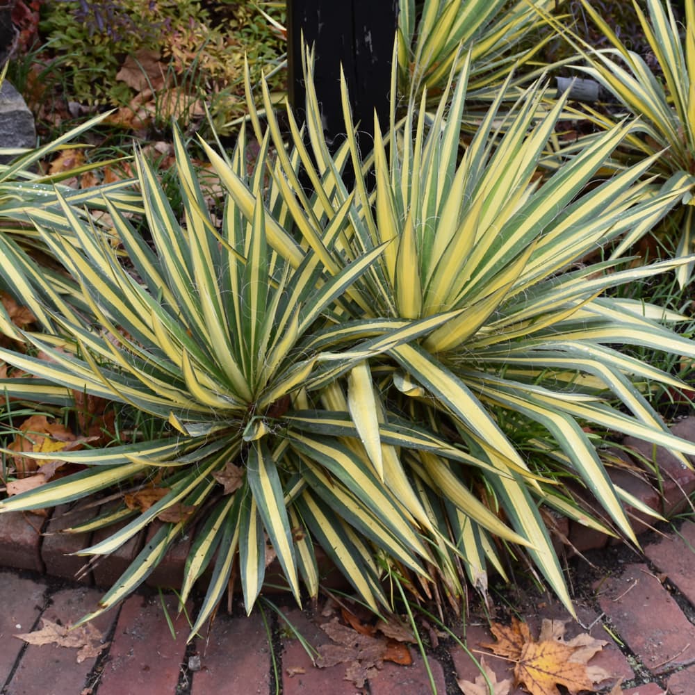 NetPS Plant Finder (www.netpsplantfinder.com)
