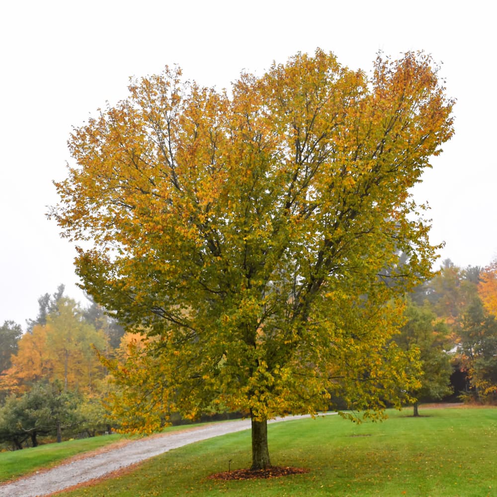 NetPS Plant Finder (www.netpsplantfinder.com)