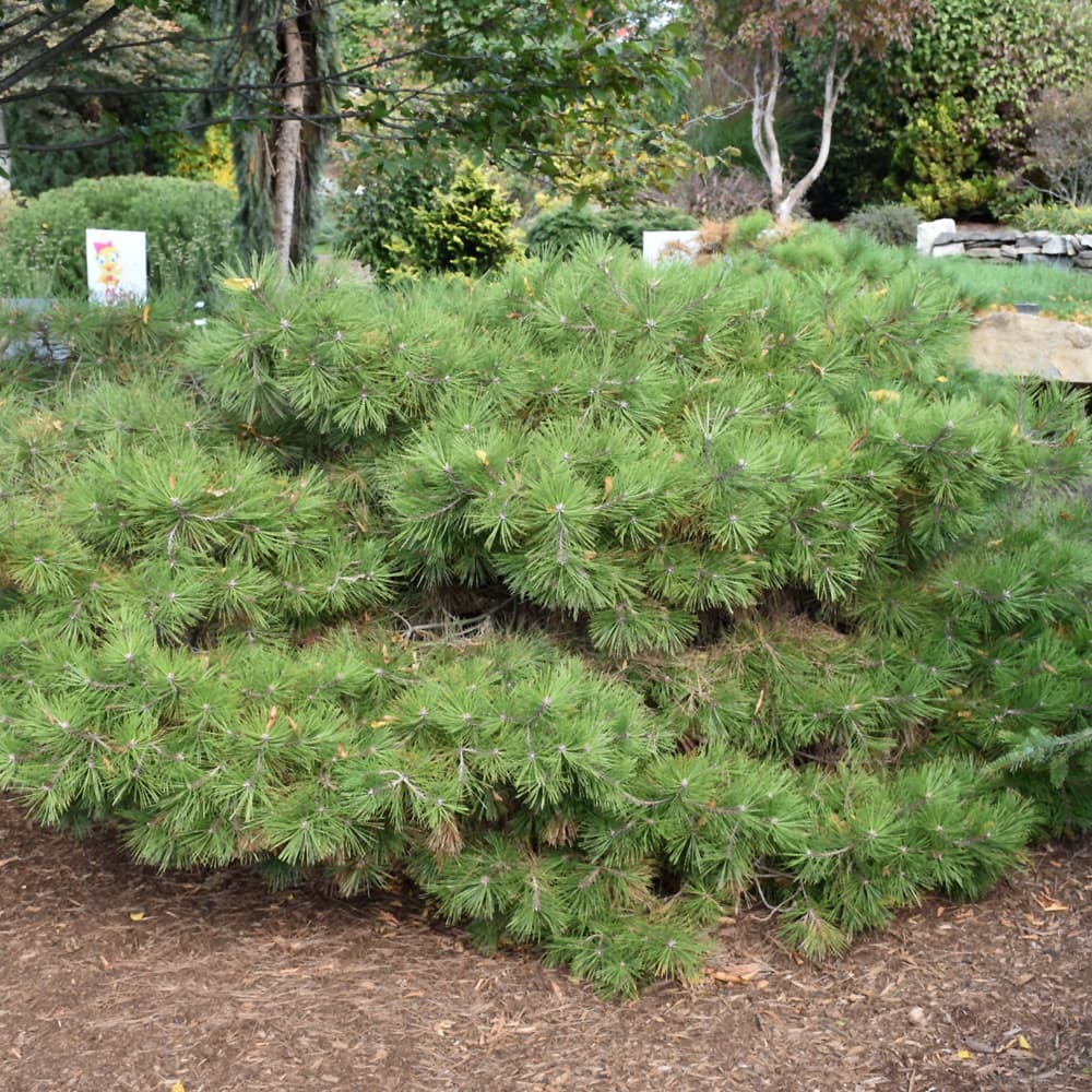 NetPS Plant Finder (www.netpsplantfinder.com)