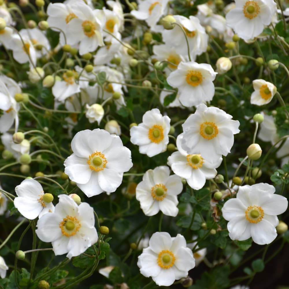 NetPS Plant Finder (www.netpsplantfinder.com)