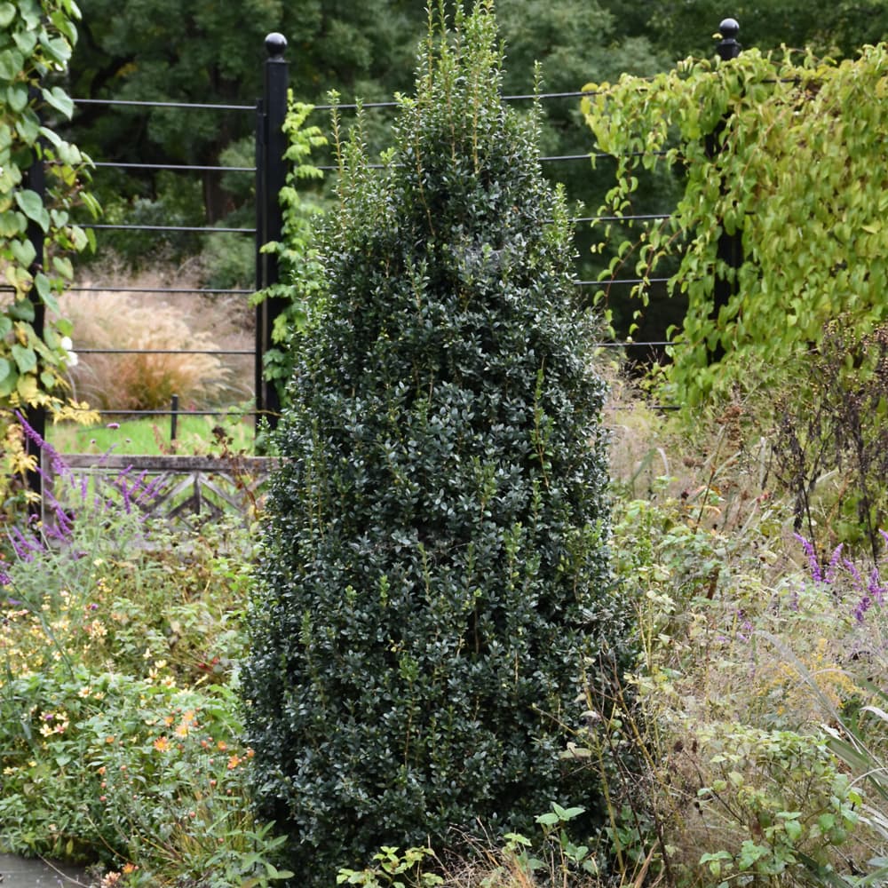 NetPS Plant Finder (www.netpsplantfinder.com)