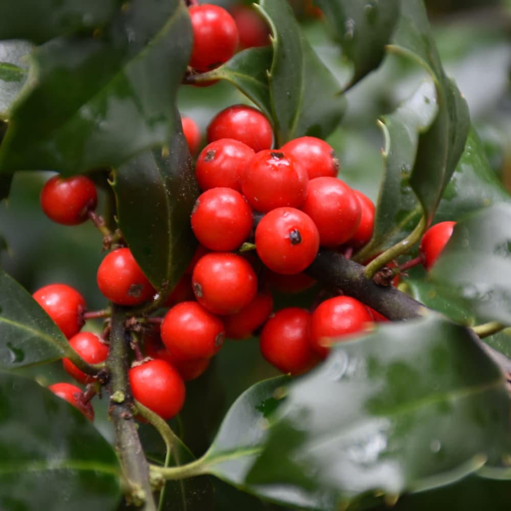 NetPS Plant Finder (www.netpsplantfinder.com)