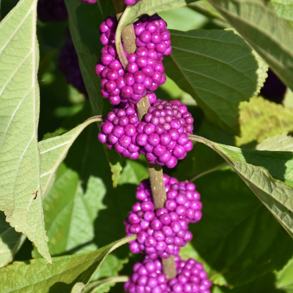 NetPS Plant Finder (www.netpsplantfinder.com)