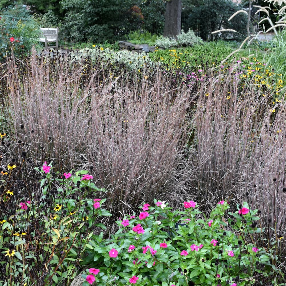 NetPS Plant Finder (www.netpsplantfinder.com)