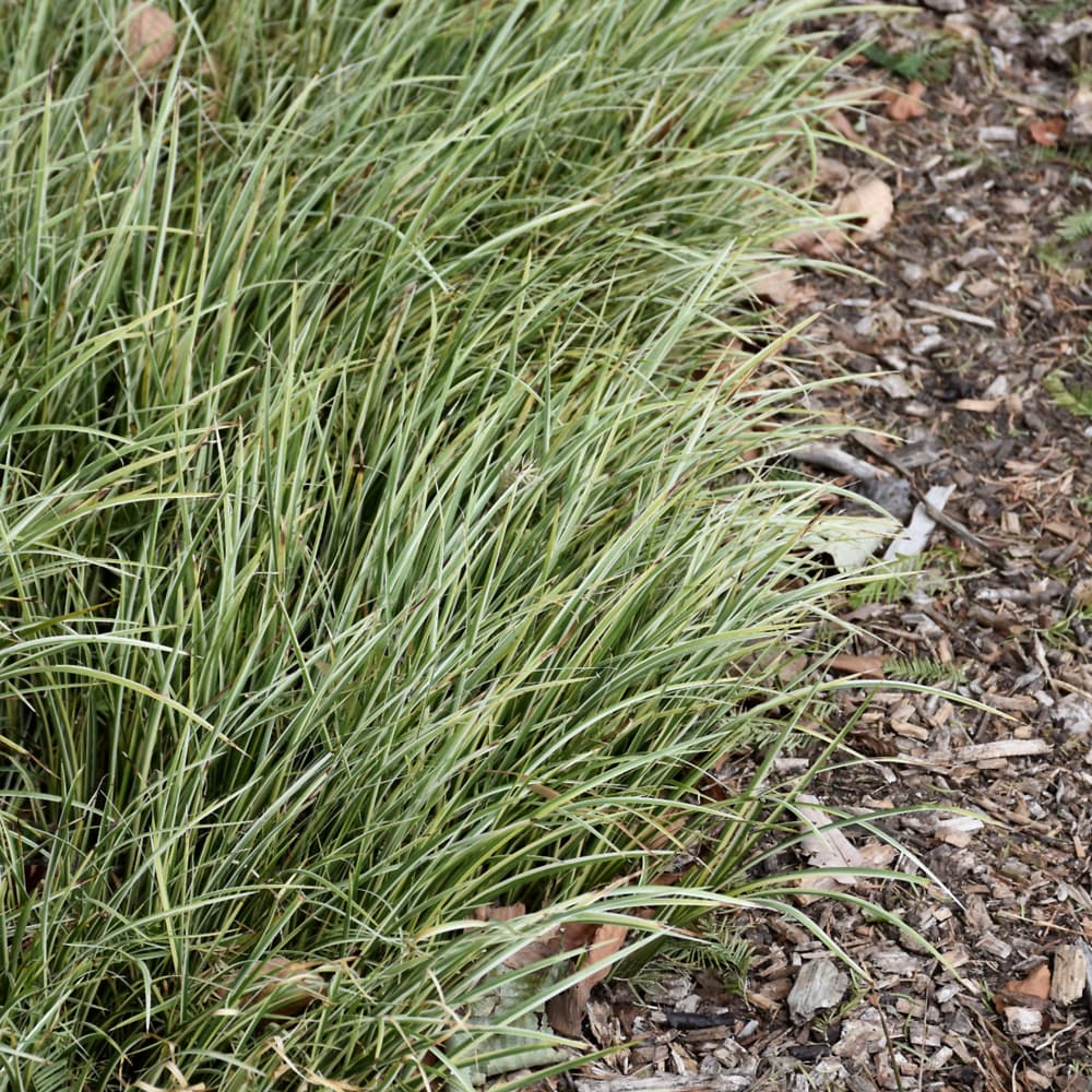 NetPS Plant Finder (www.netpsplantfinder.com)