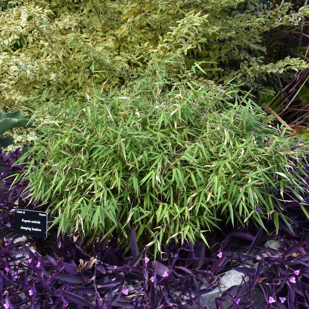 NetPS Plant Finder (www.netpsplantfinder.com)