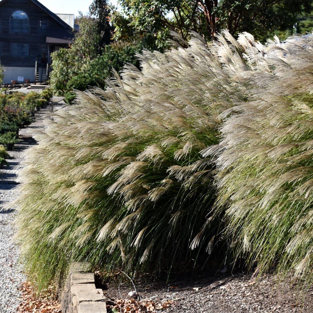 NetPS Plant Finder (www.netpsplantfinder.com)