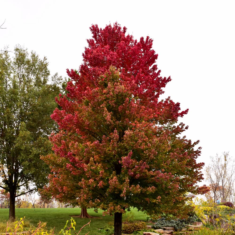 NetPS Plant Finder (www.netpsplantfinder.com)