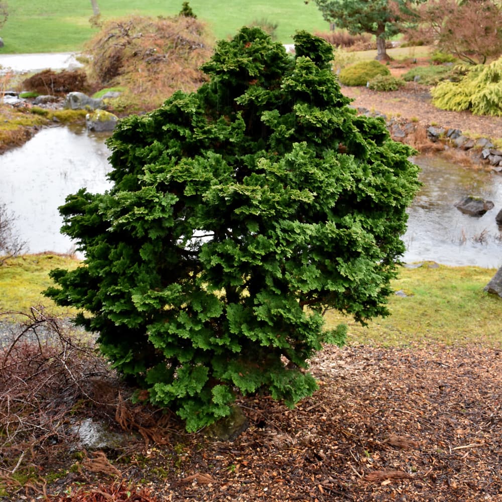 NetPS Plant Finder (www.netpsplantfinder.com)