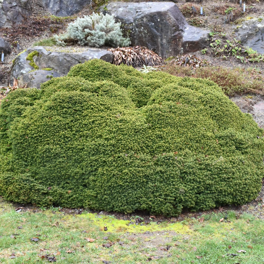 NetPS Plant Finder (www.netpsplantfinder.com)