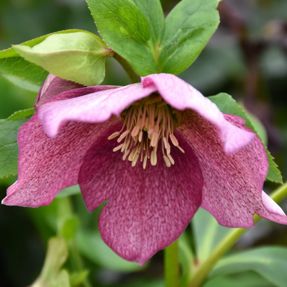 NetPS Plant Finder (www.netpsplantfinder.com)