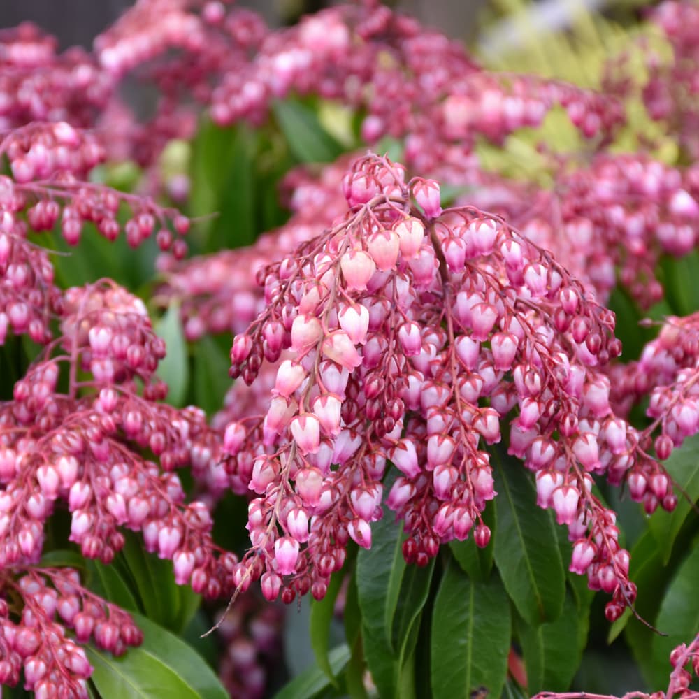 NetPS Plant Finder (www.netpsplantfinder.com)
