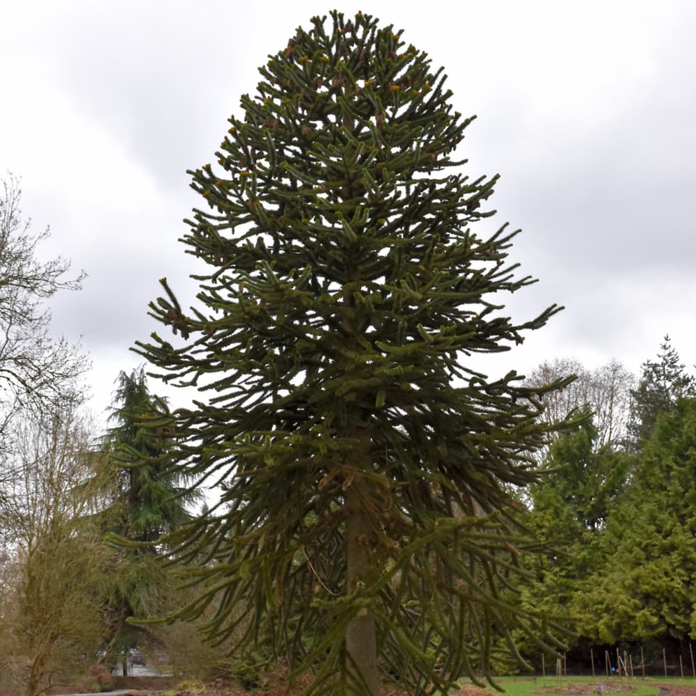 NetPS Plant Finder (www.netpsplantfinder.com)