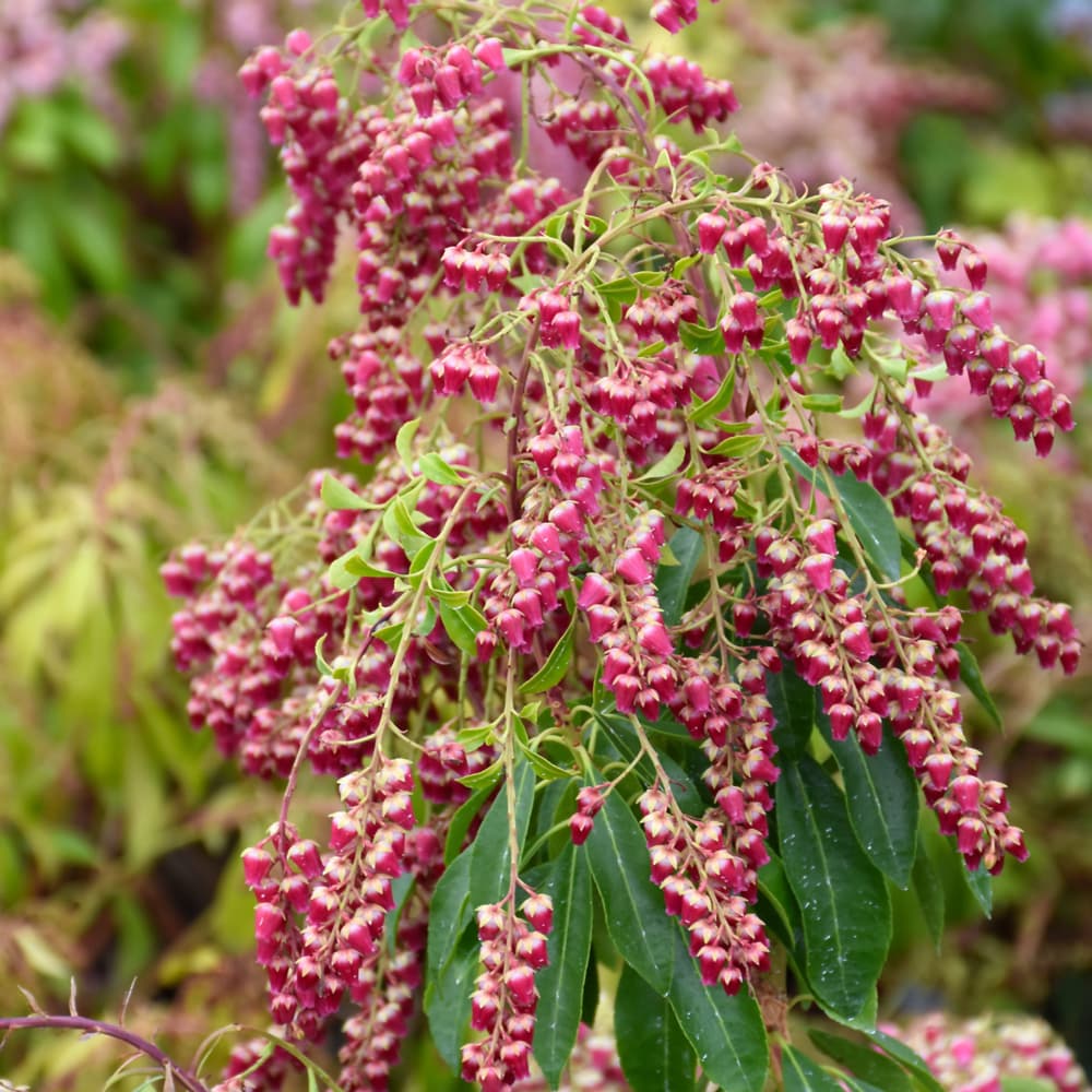 NetPS Plant Finder (www.netpsplantfinder.com)