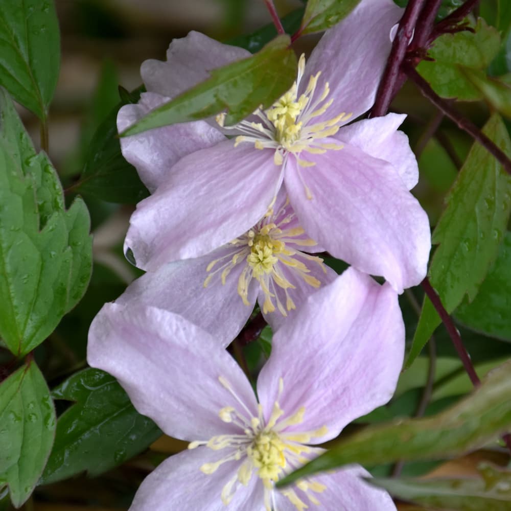 NetPS Plant Finder (www.netpsplantfinder.com)