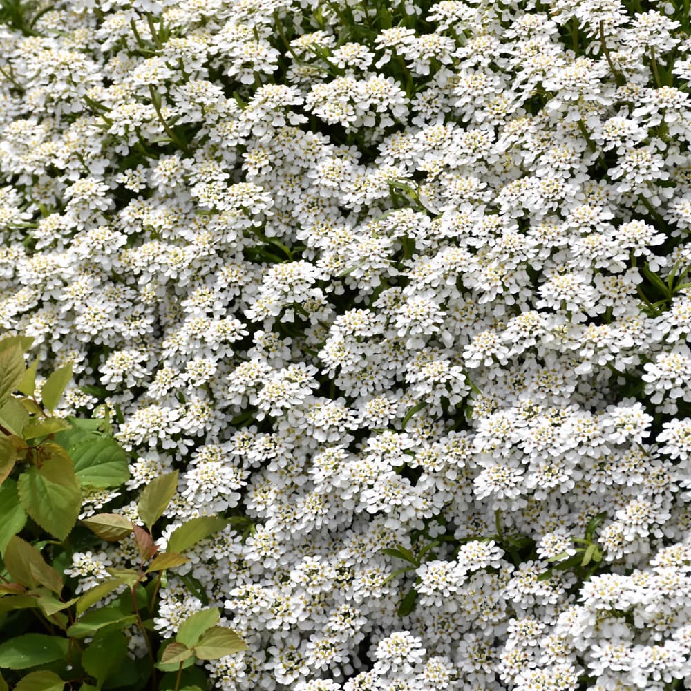 NetPS Plant Finder (www.netpsplantfinder.com)