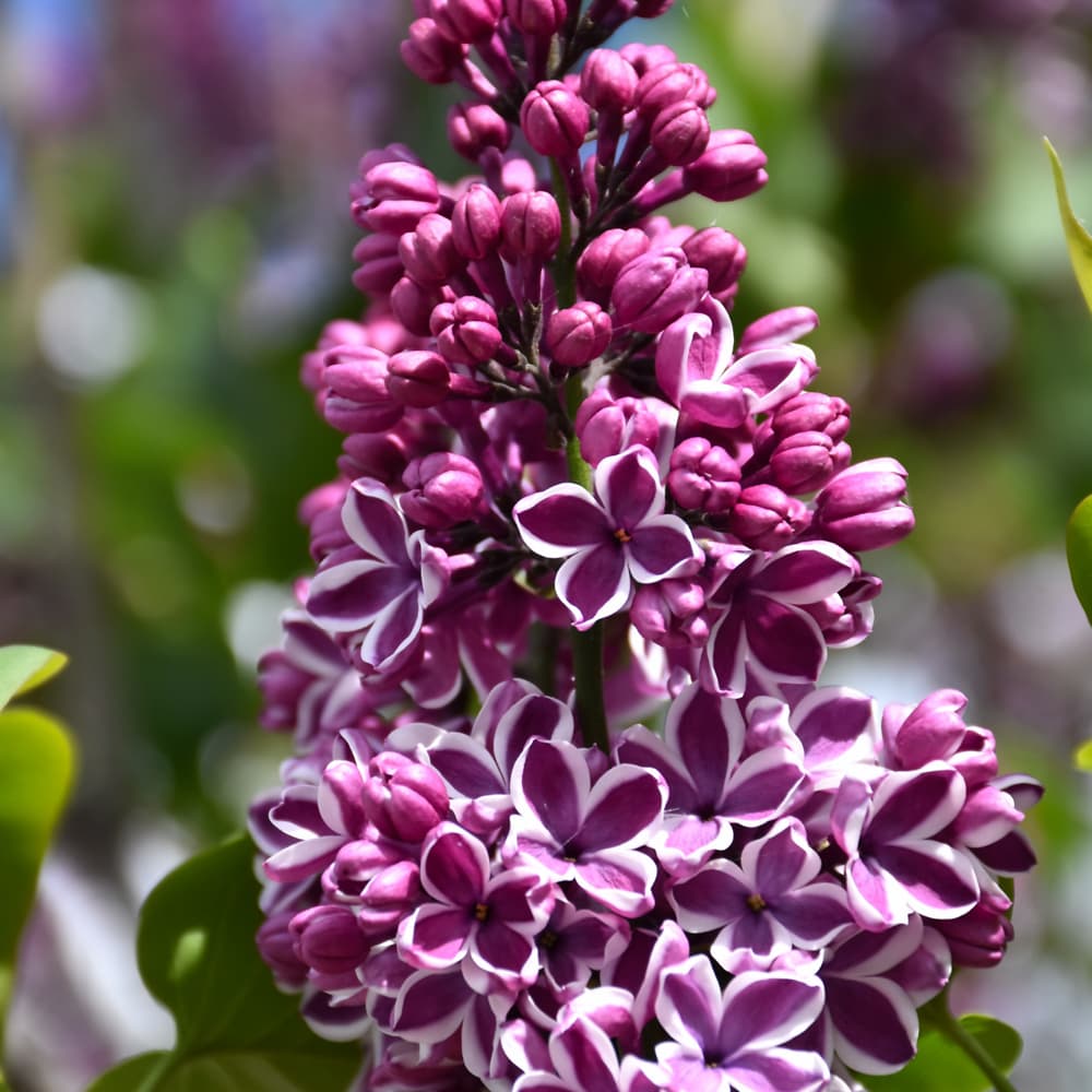NetPS Plant Finder (www.netpsplantfinder.com)