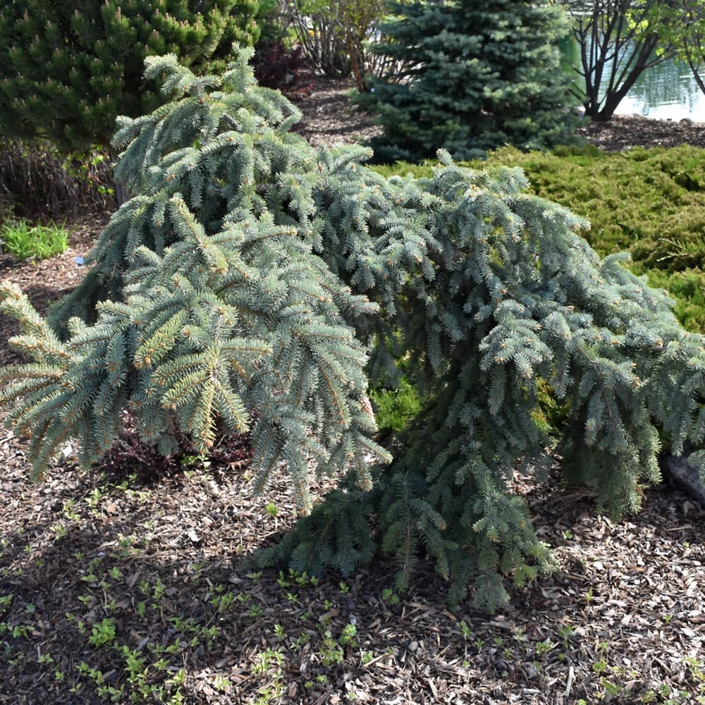 NetPS Plant Finder (www.netpsplantfinder.com)
