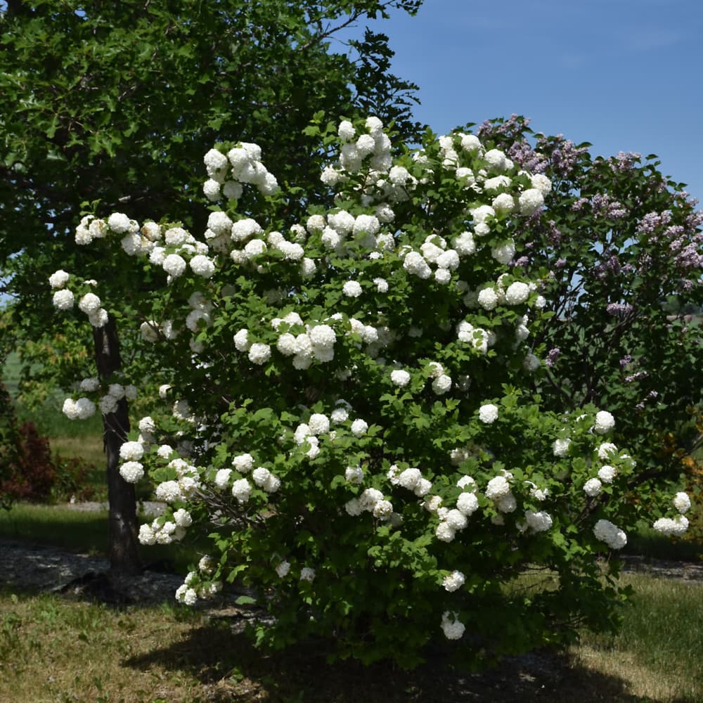 NetPS Plant Finder (www.netpsplantfinder.com)