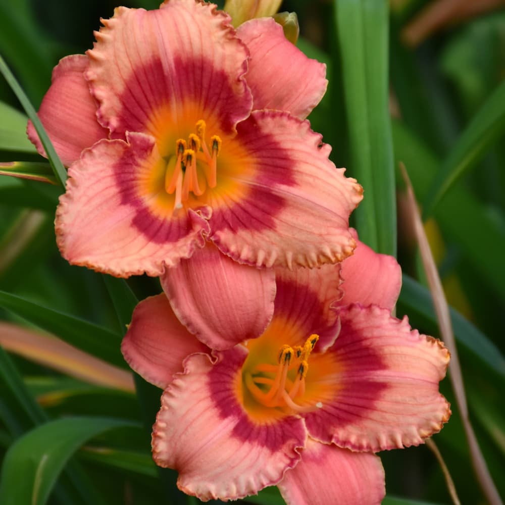 NetPS Plant Finder (www.netpsplantfinder.com)