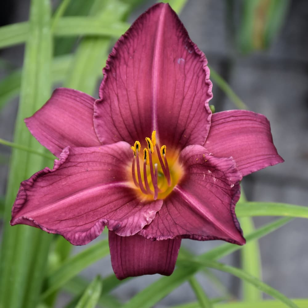 NetPS Plant Finder (www.netpsplantfinder.com)