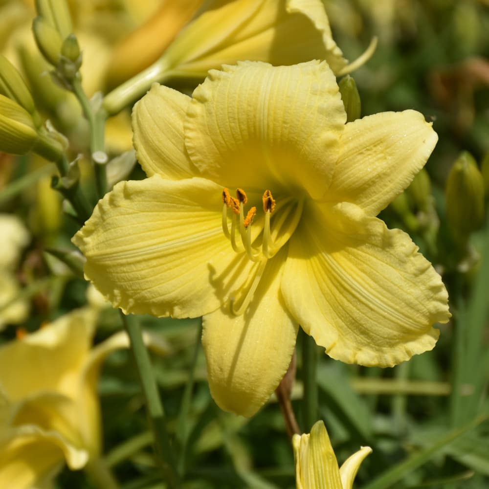 NetPS Plant Finder (www.netpsplantfinder.com)