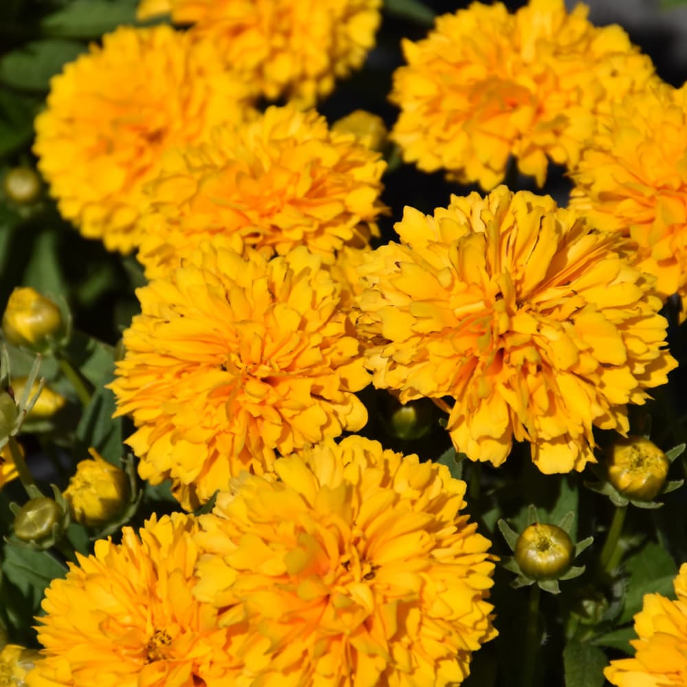 NetPS Plant Finder (www.netpsplantfinder.com)
