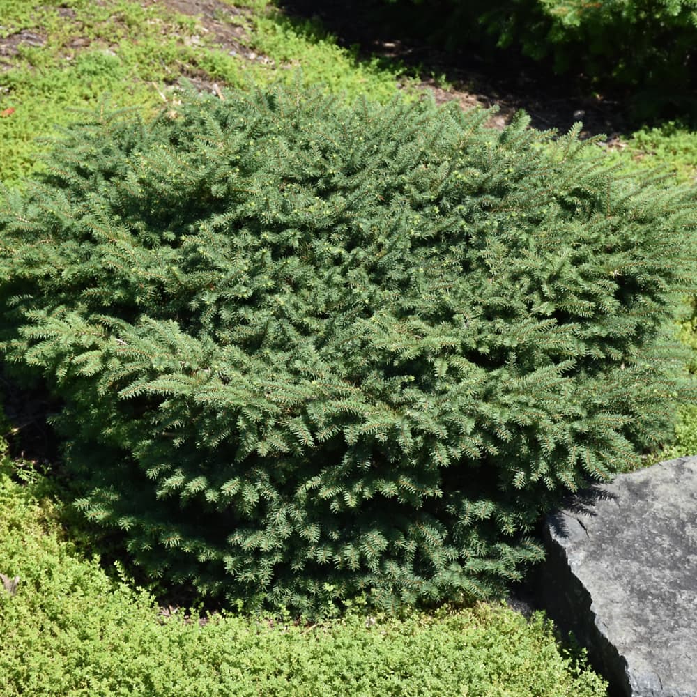 NetPS Plant Finder (www.netpsplantfinder.com)