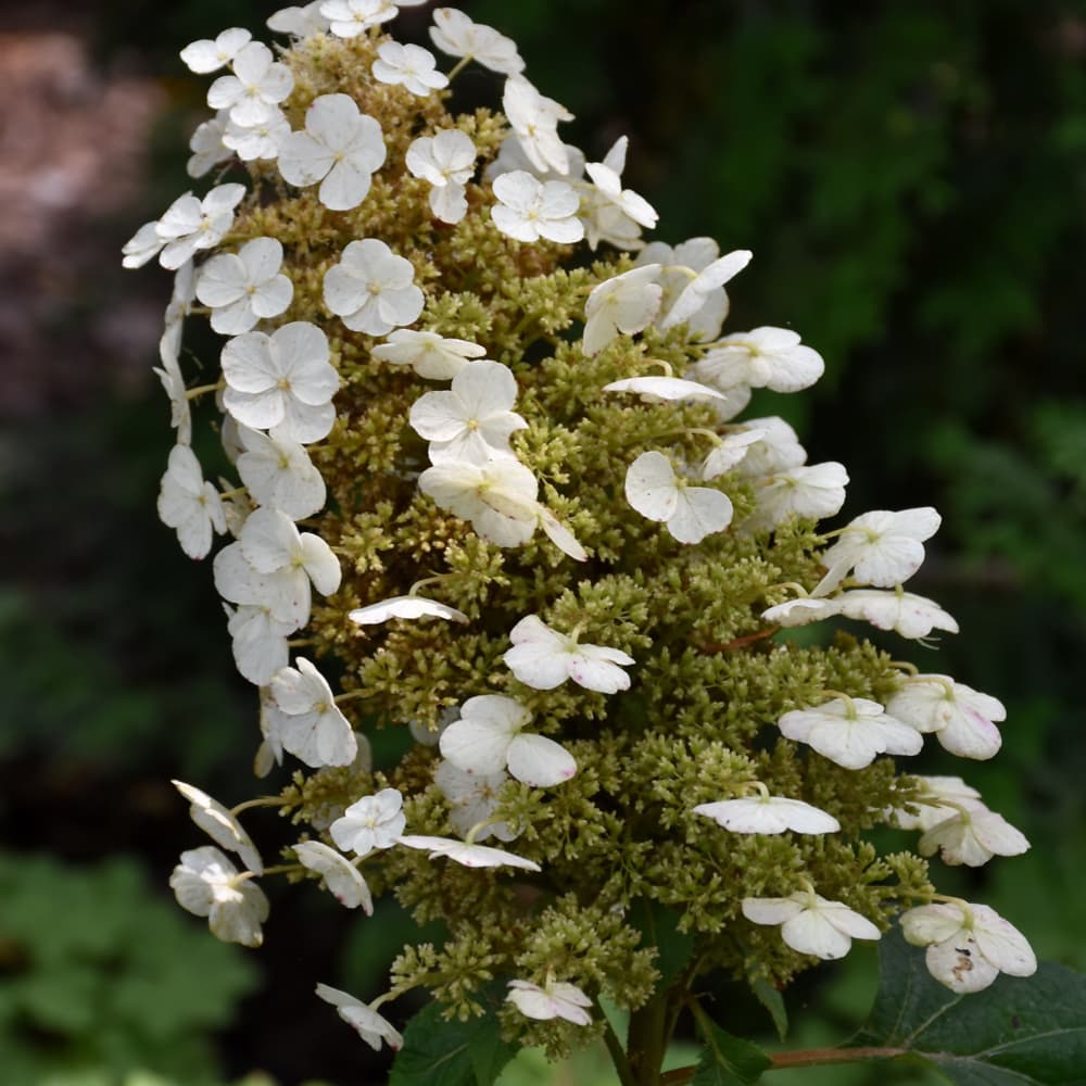 NetPS Plant Finder (www.netpsplantfinder.com)