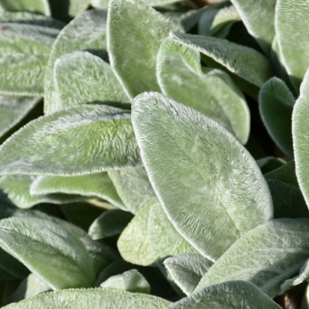 NetPS Plant Finder (www.netpsplantfinder.com)