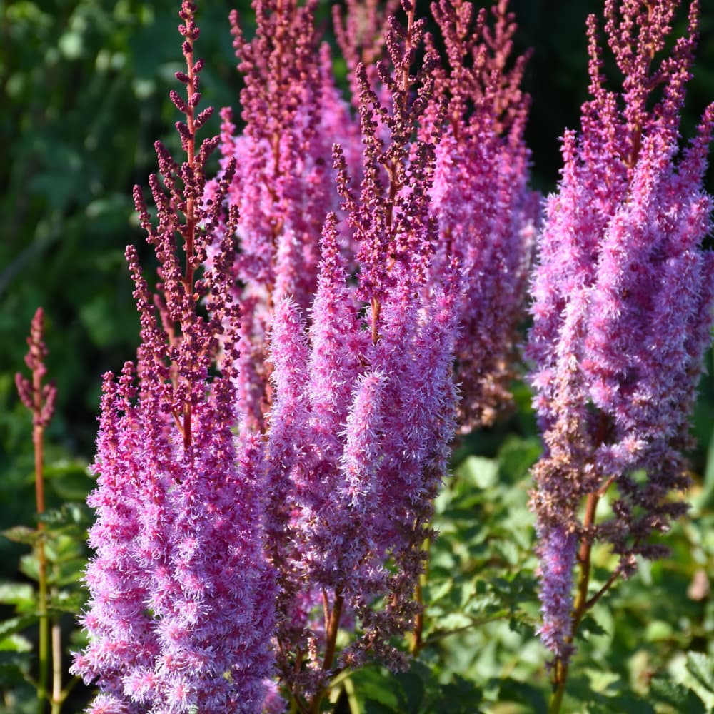NetPS Plant Finder (www.netpsplantfinder.com)
